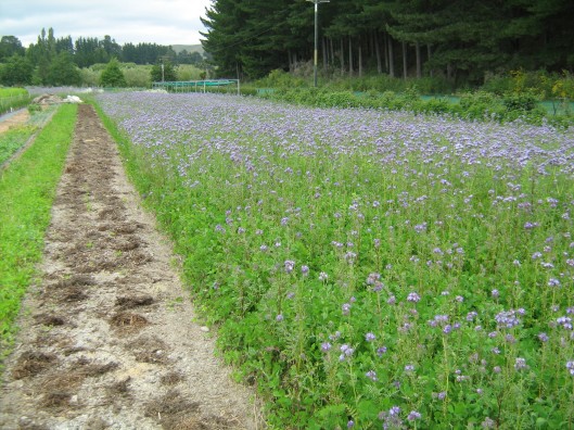 Verve Flowers
