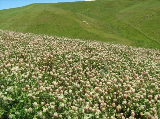 Arrowleaf Clover 1