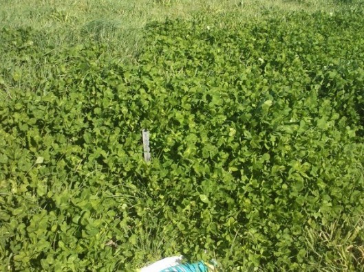 Arrowleaf Clover 12