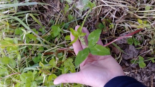 Arrowleaf Clover 15