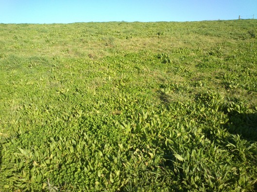 Arrowleaf Clover 8