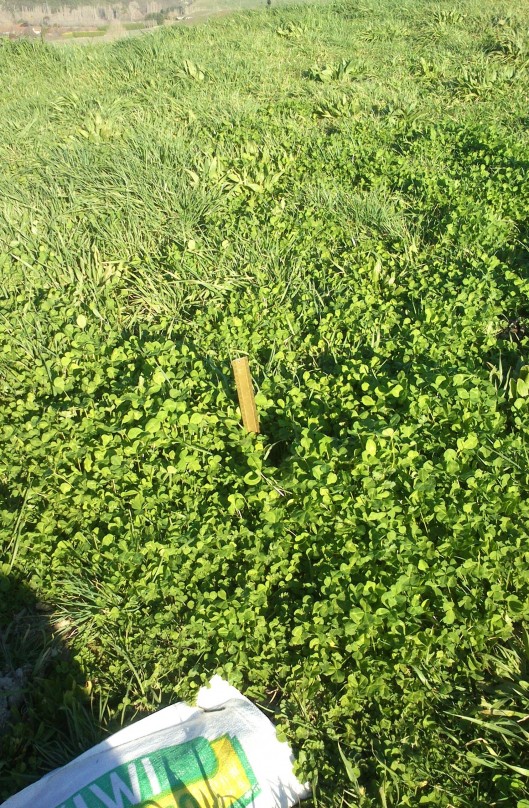 Arrowleaf Clover 9