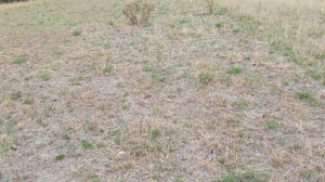 Maru phalaris