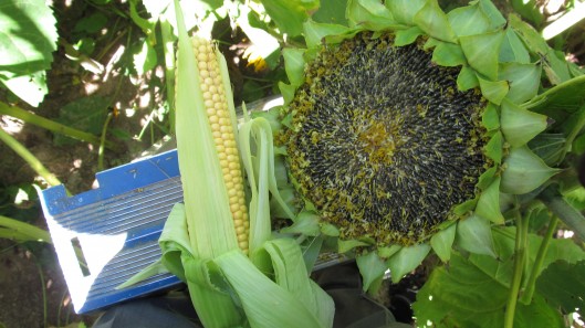 Sunflowers 2