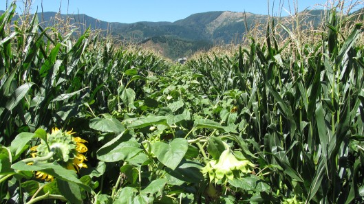 Sunflowers 3