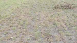 Uplands cocksfoot