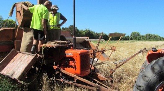 Vintage Harvest
