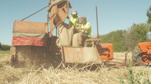 Vintage Harvest 1