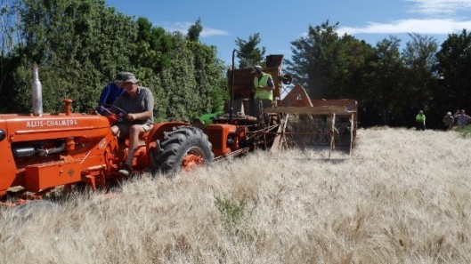 Vintage Harvest 2