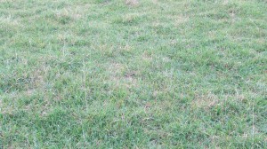 exceltas gala.300x0