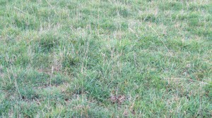 upland megatas.300x0