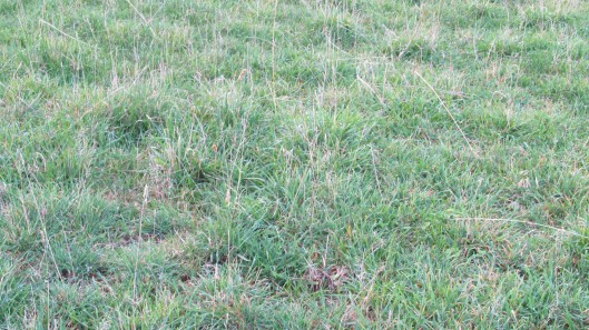 upland megatas