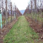 images/Vineyard_Menu_Page_Images/Vineyard_Seed-1.jpg