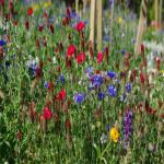 images/Vineyard_Menu_Page_Images/Vineyard_Seed_10.jpg