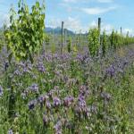 images/Vineyard_Menu_Page_Images/Vineyard_Seed_11.jpg