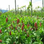 images/Vineyard_Menu_Page_Images/Vineyard_Seed_12.jpg
