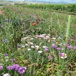 images/Vineyard_Menu_Page_Images/Vineyard_Seed_13.jpg