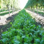 images/Vineyard_Menu_Page_Images/Vineyard_Seed_14.jpg