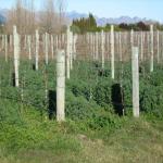 images/Vineyard_Menu_Page_Images/Vineyard_Seed_15.jpg