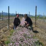 images/Vineyard_Menu_Page_Images/Vineyard_Seed_16.jpg