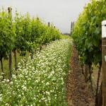 images/Vineyard_Menu_Page_Images/Vineyard_Seed_3.jpg