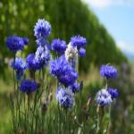 images/Vineyard_Menu_Page_Images/Vineyard_Seed_4.jpg