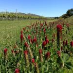 images/Vineyard_Menu_Page_Images/Vineyard_Seed_5.jpg