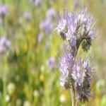 images/Vineyard_Menu_Page_Images/Vineyard_Seed_6.jpg