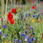 images/Vineyard_Menu_Page_Images/Vineyard_Seed_7.jpg
