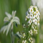 images/Vineyard_Menu_Page_Images/Vineyard_Seed_8.jpg