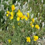 images/Vineyard_Menu_Page_Images/Vineyard_Seed_9.jpg