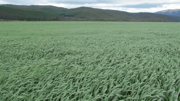 Black Oats