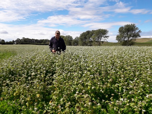 Clover Crops News 3