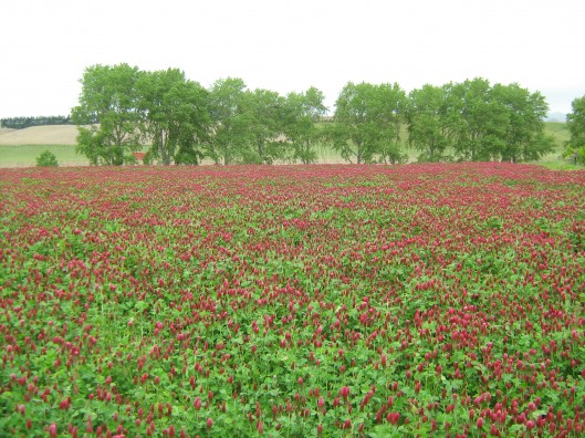 Cover crops news