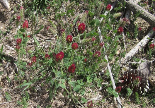 Crimson Clover NZ 2