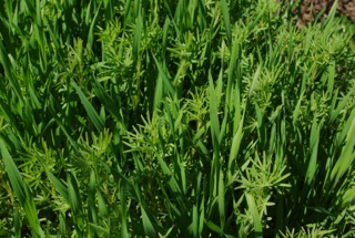 Oats and Lupins