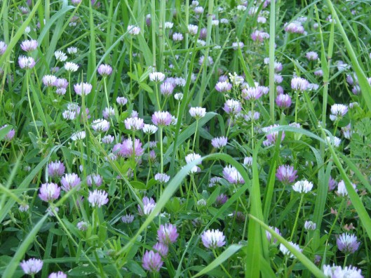 beneficial insect blends 5