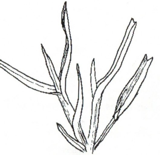cocksfoot1.529x0