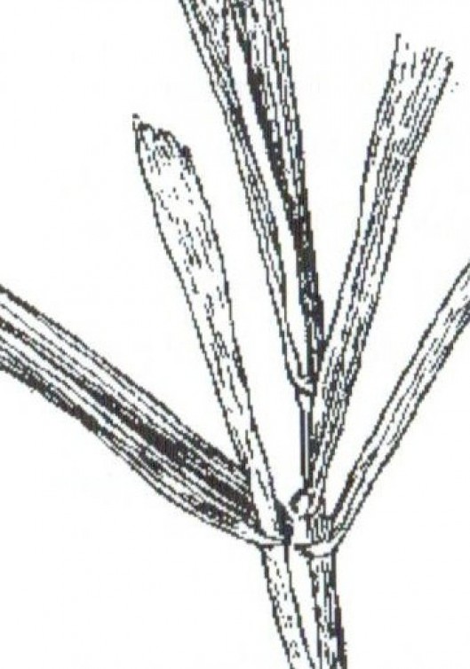 fescue1.529x0