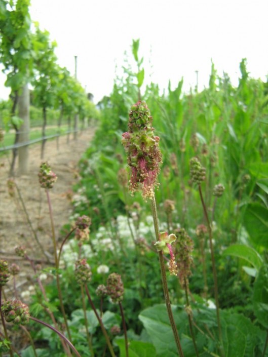perennial herb
