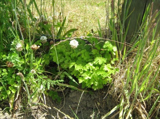 perennial herb 2