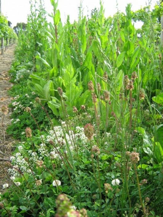 perennial herb 3