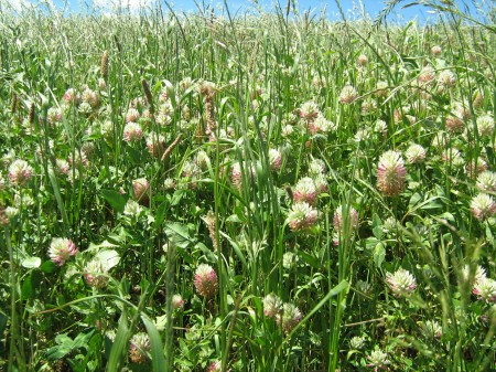 farming clovers