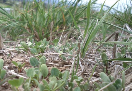 farming clovers 2