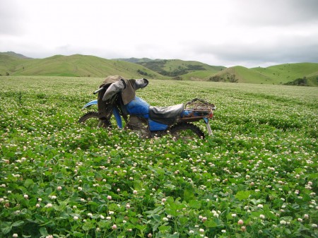 farming clovers 3