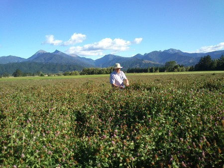 farming clovers 4