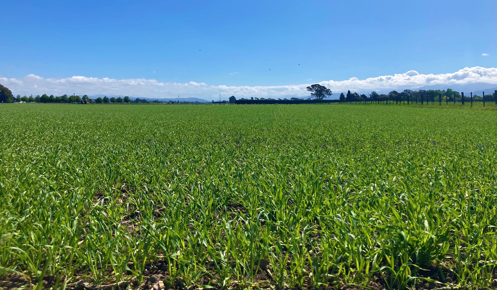 omaka_forage_barley_post_graze_recovery.jpg