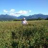 images/thumbsgallery/Kiwi_Seed_NZ_1.jpg