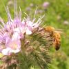 images/thumbsgallery/Kiwi_Seed_NZ_10.jpg