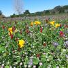 images/thumbsgallery/Kiwi_Seed_NZ_11.jpg